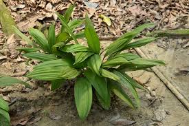 Image result for Curculigo latifolia