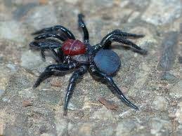 Top 10 Most Poisonous Spiders In The World Poisonous Spiders Spider Sydney Funnel Web Spider