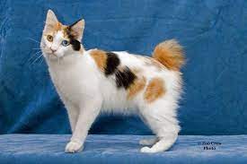 Kurisumasu Org Award Winning Japanese Bobtails Cat Aesthetic Bobtail Cat Pretty Cats