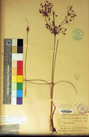 Image result for Vahlia dichotoma