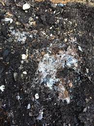 Supporting, provisioning, regulatory, and cultural services. Strange Garden Soil Question 317264 Ask Extension