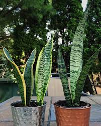 Image result for Sansevieria hallii