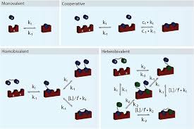 Check spelling or type a new query. Frontiers Binding Revisited Avidity In Cellular Function And Signaling Molecular Biosciences
