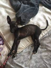Italian Greyhound Pecan 9 Week Old Puppy Cute Dogs Cute Animals Animals