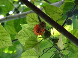 Image result for Broussonetia papyrifera