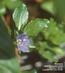 Image result for Hydrolea brevistyla