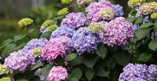 Hydrangeas grow and bloom best in areas where they can get at least a few freezes in the winter. Why Isn T My Hydrangea Blooming My Garden Life