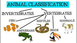 Browse backbones pictures, photos, images, gifs, and videos on photobucket. Animal Classification For Children Classifying Vertebrates And Invertebrates For Kids Freeschool Youtube