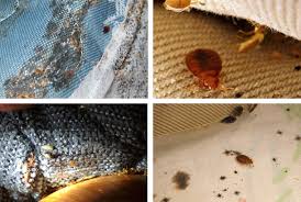 Book best pest control services in thane. Bed Bugs Treatment Mumbai How To Kill Bed Bugs Bed Bugs Control Bed Bugs Treatment Mumbai Thane Sterling Pest Control Services