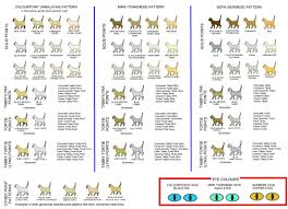 Colour And Coat Genetics In Cats Cats From Your Wildest Dreams