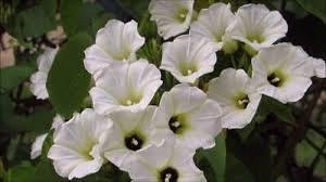 Image result for Ipomoea venosa