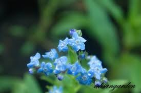 Heirloom, open pollinated type tanaman: Forget Me Not Flower Anyelir Merah