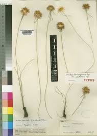 Image result for Ascolepis lineariglumis