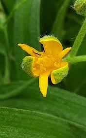 Image result for Hypoxis