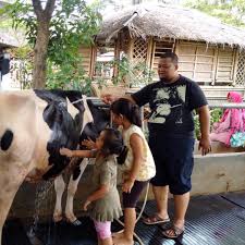 Tabel kandungan nutrisi rumput atau hijauan pakan ternak tabel bahan pakan konsentrat sapi perlu diketahui adalah tabel kandungan nutrisi bahan pakan ternak ini sifatnya global. Jadi Tren Edutour 7 Peternakan Ini Wajib Dikunjungi Kala Liburan