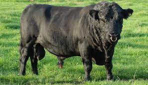 Dexter Cattle Breed Everything You Need To Know