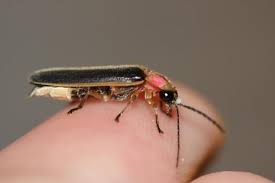 Cannibal Fireflies Are The Femme Fatales Of The Lightning Bug World Lincoln Park Chicago Dnainfo