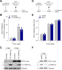 See what ed adams (edadams14) has discovered on pinterest, the world's biggest collection of ideas. Hepatitis C Virus Infection Restricts Human Line 1 Retrotransposition In Hepatoma Cells