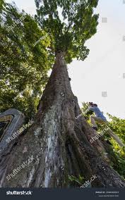 Image result for Erythrophleum