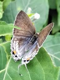 Image result for Monanthotaxis afra