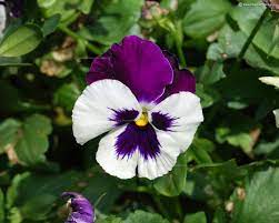 Pansy Flower Scientific Name Best Flower Wallpaper