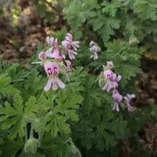 Image result for Pelargonium graveolens