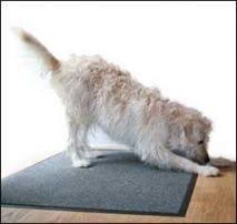 It can be an enclosure panel or an entire door. 59 Best Pugapoos Images Dogs Pets Dog Care