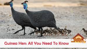 guinea hen all you need to know complete care guide