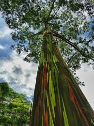 This means that the tree is a humid tropical grower and as such can be grown outdoors only in south and coastal central florida. Eucalyptus Deglupta Rainbow Eucalyptus A Fascinating Green World