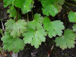 Image result for Ranunculus sceleratus