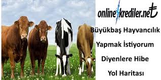 Buyukbas Hayvancilik Yapmak Istiyorum Diyenlere Hibe Yol Haritasi Subeye Gitmeden Aninda Online Kredi