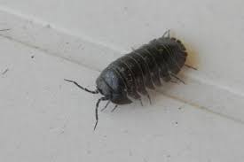 Araignées, mante religieuse, cloportes, fourmis. Armadillidium Cf Depressum Cloporte De Jardin Le Monde Des Insectes