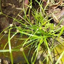 Image result for Kyllinga odorata