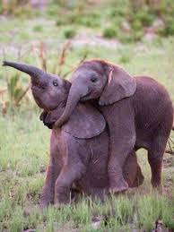 Pin By Lorene Botten On Baby Animals Happy Elephant Animal Hugs