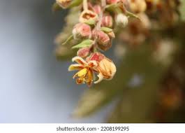 Image result for Grewia retinervis