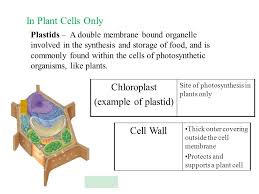Maybe you would like to learn more about one of these? Cell Organelles And Their Function Ppt Video Online Download