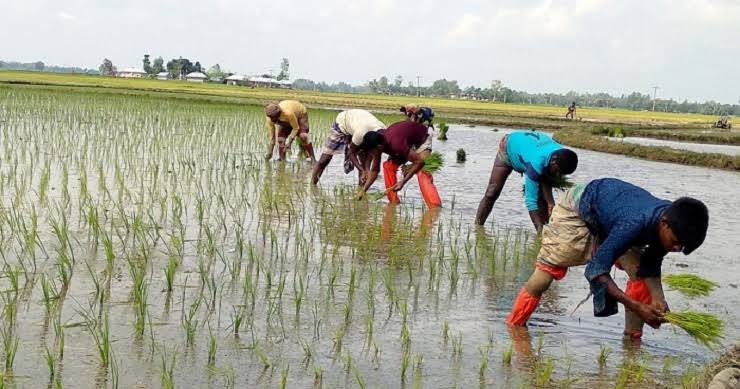 Full Paddy Cultivation Process