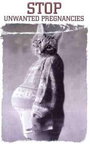 A a's amd amd's aol aol's aws aws's aachen aachen's aaliyah aaliyah's aaron aaron's abbas abbas's abbasid abbasid's abbott abbott's abby abby's abdul abdul's abe abe's abel abel's 44 Spay Neuter Ideas Neuter Spay Pets