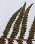 Image result for Cyathea thomsonii