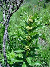 Image result for Xysmalobium