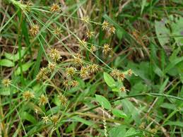 Image result for Rhynchospora holoschoenoides