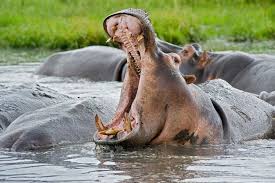 Image result for hippo