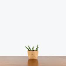 Image result for Kleinia schweinfurthii