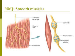 This is different from as you look at this diagram of a smooth muscle fiber, you'll notice the single nucleus in the center. Smooth Muscles