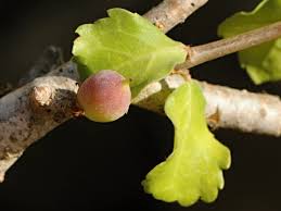 Image result for Commiphora kua