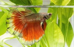 6 Best Betta Tank Heater Betta Tank Betta Betta Fish Tank
