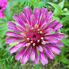 Image result for Zinnia elegans