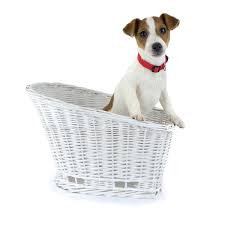 Ski & snowboardwe are in close proximity to most northeastern pa ski resorts. Craigslist Nj Pets Jersey Shore 2021 At Pets Www Joeposnanski Com