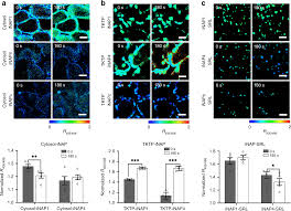 We did not find results for: In Planta Study Of Photosynthesis And Photorespiration Using Nadph And Nadh Nad Fluorescent Protein Sensors Nature Communications