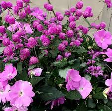 These can all be grown in containers, pots or planters as well as in the garden bed. Container Plants For Full Sun Choices For Colour Foliage And Texture